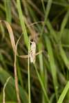 Moth on blade of grass