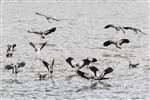 Lapwing flock landing, Baron's Haugh