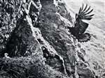C E Palmar Golden Eagle arriving from the tops - 1958