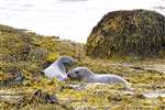 Common Seal, Loch Eynort, Loch Aineort