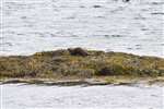 Otter, Loch Eynort, Loch Aineort