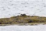 Otter, Loch Eynort, Loch Aineort