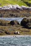 Common Seal and Otters, Loch Eynort, Loch Aineort, South Uist