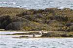 Otters, Loch Eynort, Loch Aineort, South Uist