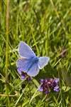 Common Blue butterfly on a Self-Heal machair flower, South Uist
