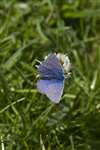 Common Blue butterfly on machair clover flower, South Uist