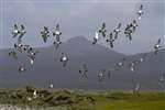 Oyster Catcher flock flying against Hecla, Rudha Aird a' Mhuile, South Uist
