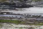 gull and Oyster Catcher flock on the shore, Rubha Aird na Machrach, South Uist