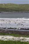 mixed gull flock on the shore, Rubha Aird na Machrach, South Uist