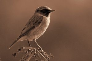 Birds Gallery