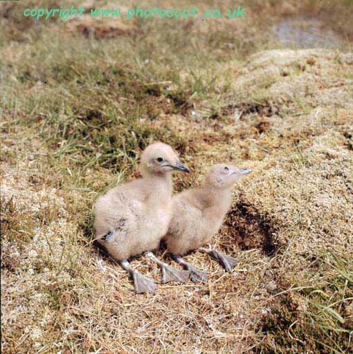 2 Great Skua chicks