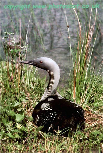 CEP Black-throated Diver on nest, Argyll, 1952