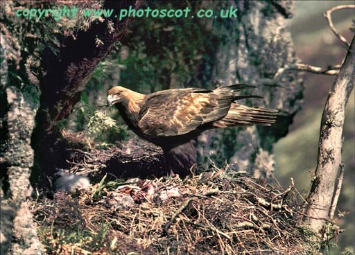 CEP Golden Eagle, Argyll, 1952