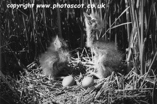 CEP bittern 2 chicks pointing 2 eggs