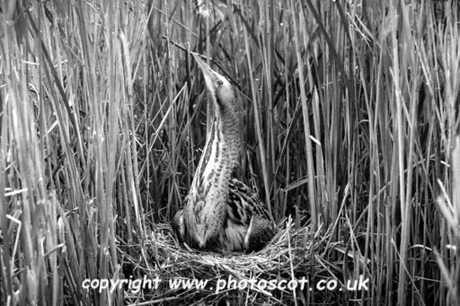 bittern female sitting on nest pointing