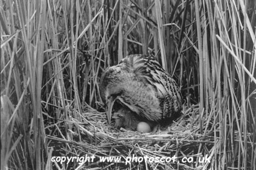 CEP bittern with newly hatched chick and egg