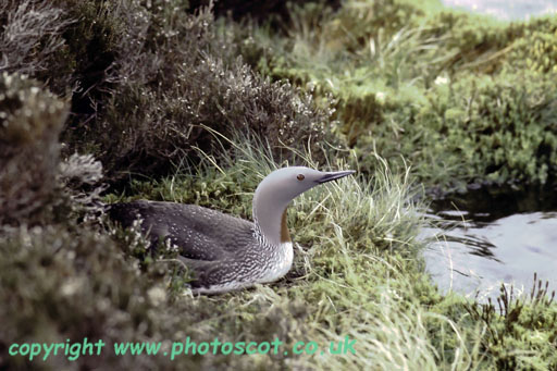 CEP6955 red throated diver on nest