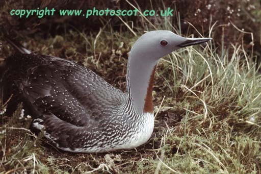CEP6961 red throated diver close on nest