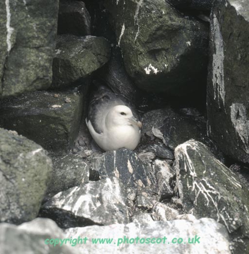 Fulmar on nest