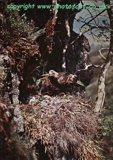 Golden Eagle with nesting material at nest