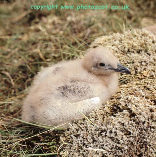 Great Skua chick