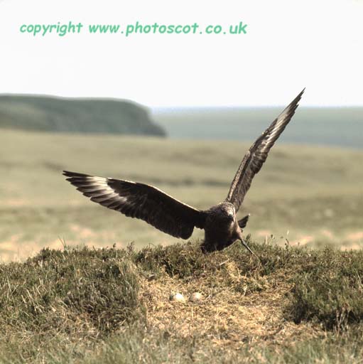 CEP Great Skua landing