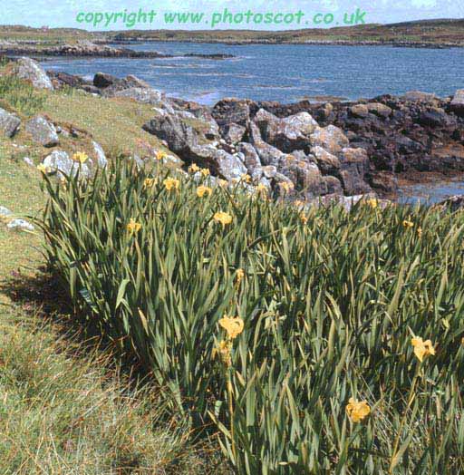 Yellow Flag irises Loch Eynort Skye