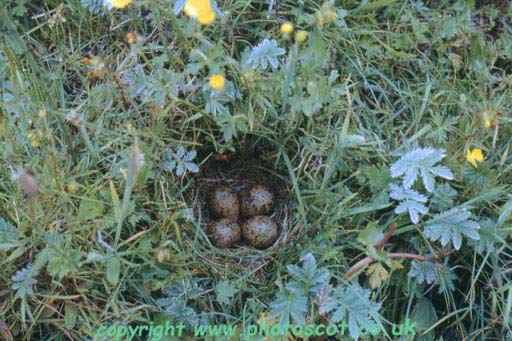 snipe nest 4 eggs - Hougharry, North Uist 1967