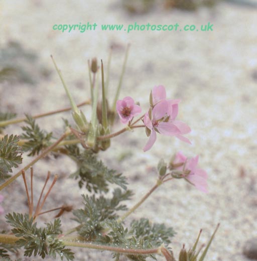 storksbill, N Uist