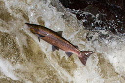 Atlantic salmon