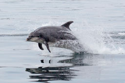 Bottlenose dolphin