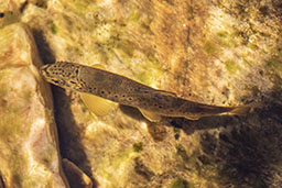 Brown trout