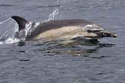 Common dolphin