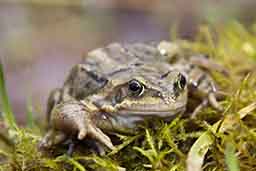 Common frog