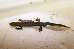 Great crested newt