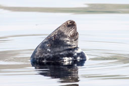 Grey seal