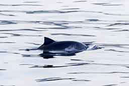 Harbour porpoise