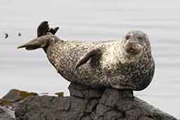 Harbour seal