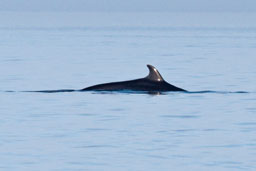 Minke whale