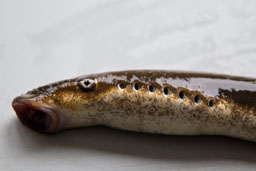 River lamprey