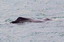 Sperm whale