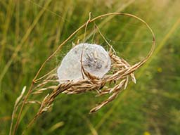 Furrow Orb spider