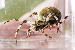 Garden Cross Spider