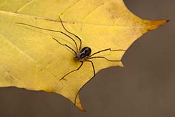 Harvestman