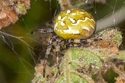 Orb-weaver spider