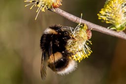 Buff-tailed bumblebee