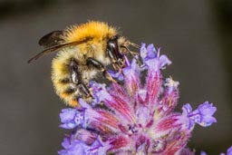 Common carder bumblebee