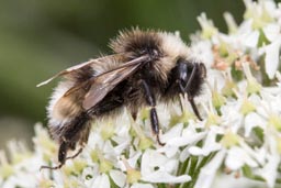 Cuckoo bumblebee