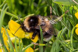 Garden bumblebee