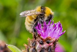 Great yellow bumblebee